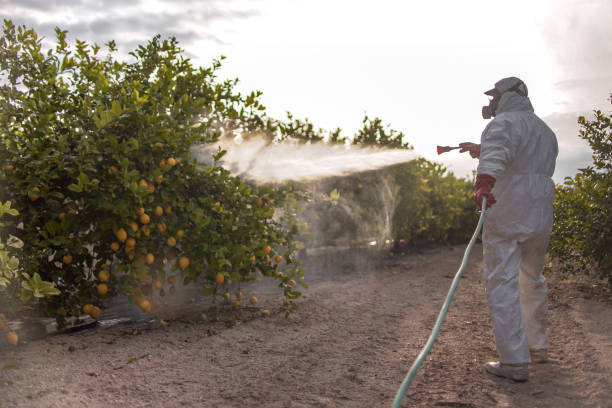 Best Mosquito Control Services  in Emmetsburg, IA