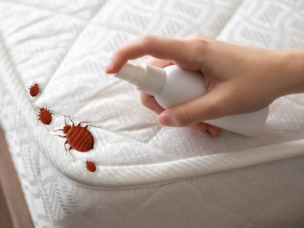 Best Wasp Removal Services  in Emmetsburg, IA