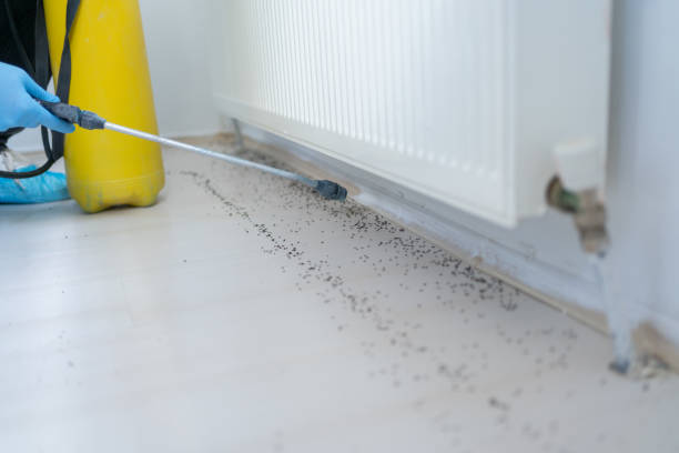 Best Affordable Pest Control Services  in Emmetsburg, IA